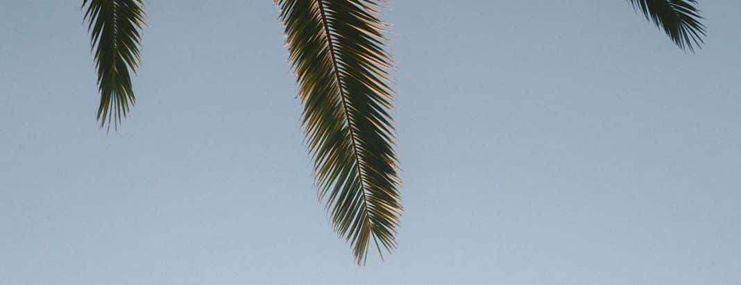 A Palm.
