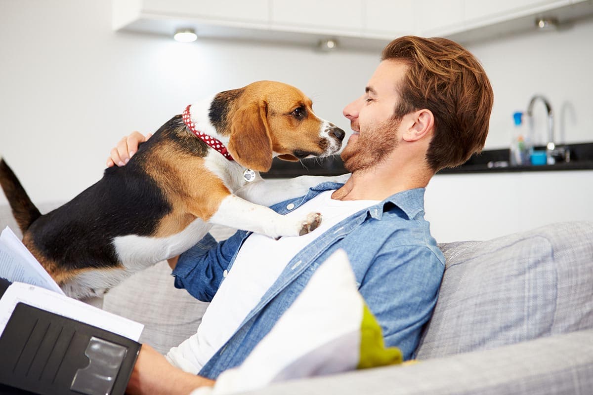 pet insurance